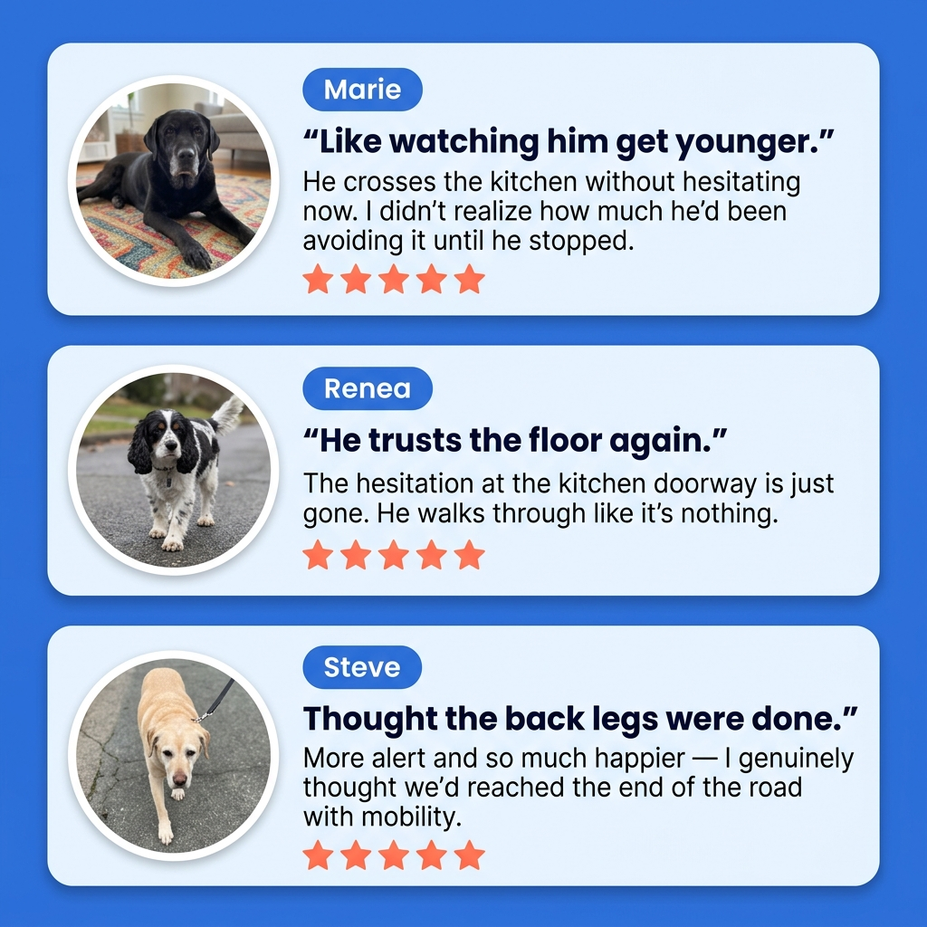 Anti-Slip Traction Pads for Dogs
