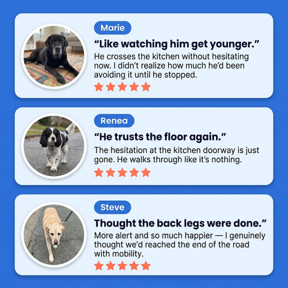 Anti-Slip Traction Pads for Dogs